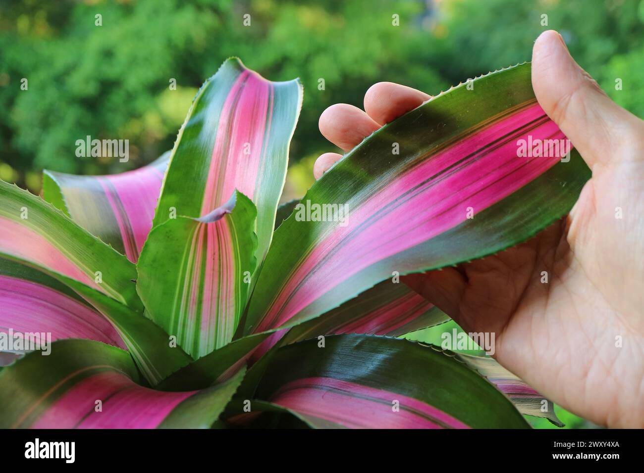Primo piano della pianta esotica Bromeliad Neoregelia Wolfgang di Vibrant Color Foto Stock