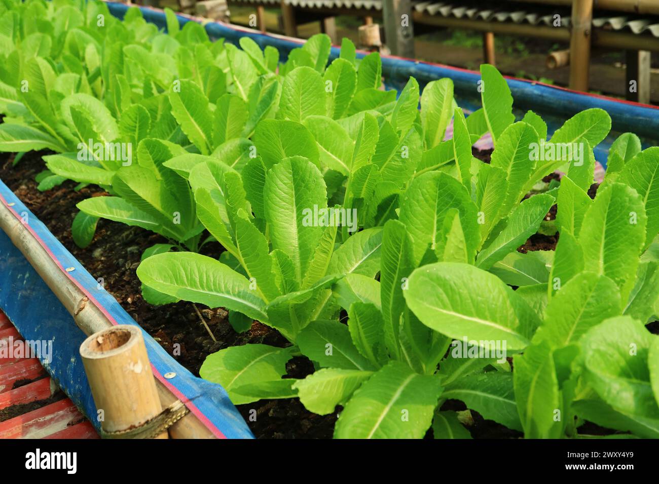 File di vivaci lettucce Green Cos che crescono nella serra Foto Stock