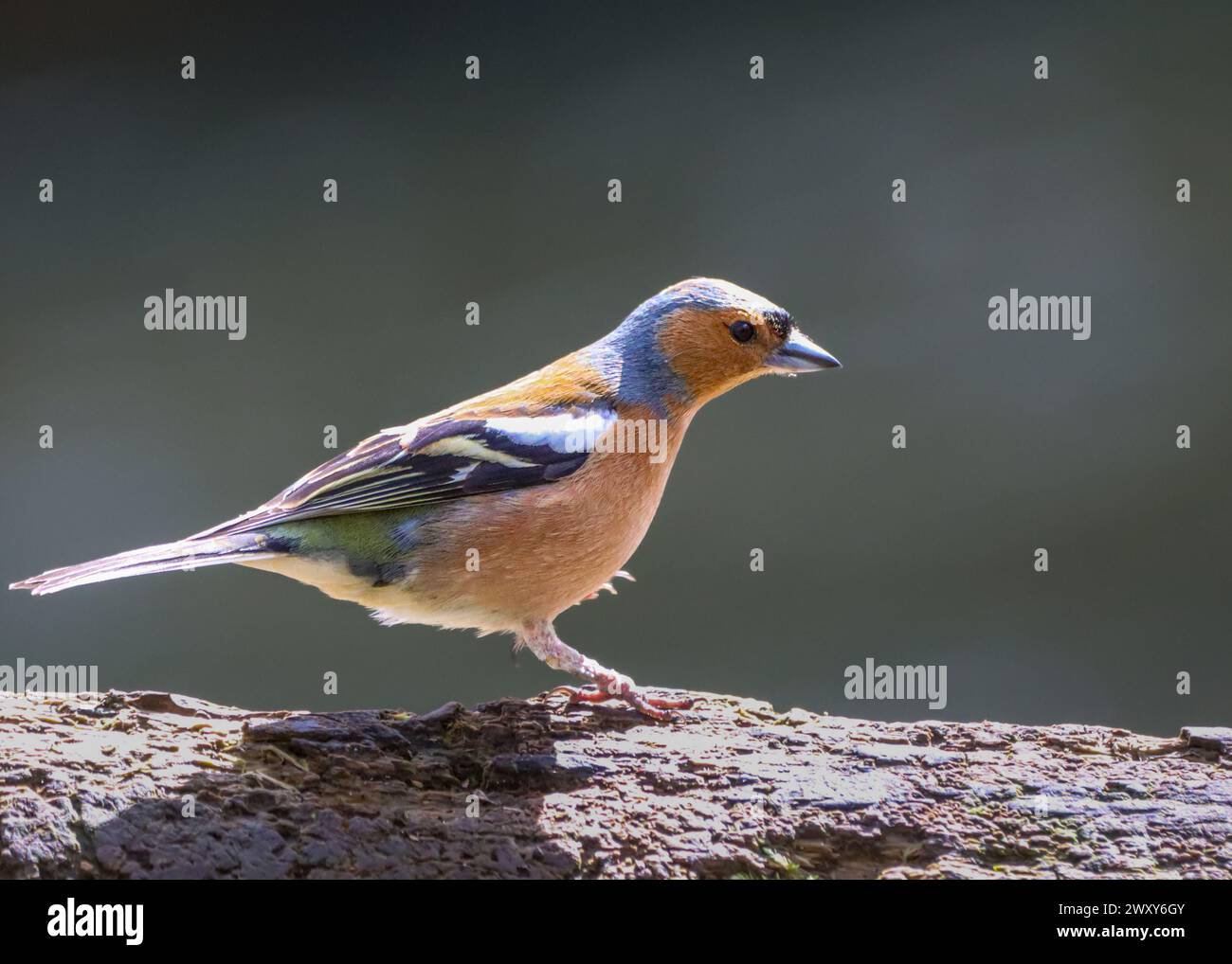Un colpo ravvicinato di un uccello Chaffinch arroccato su un ramo d'albero Foto Stock