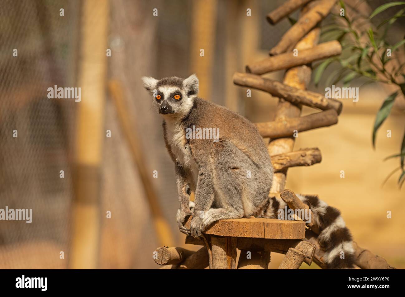 Immagine di un lembo carino e divertente seduto su un tronco. Lemur catta Foto Stock