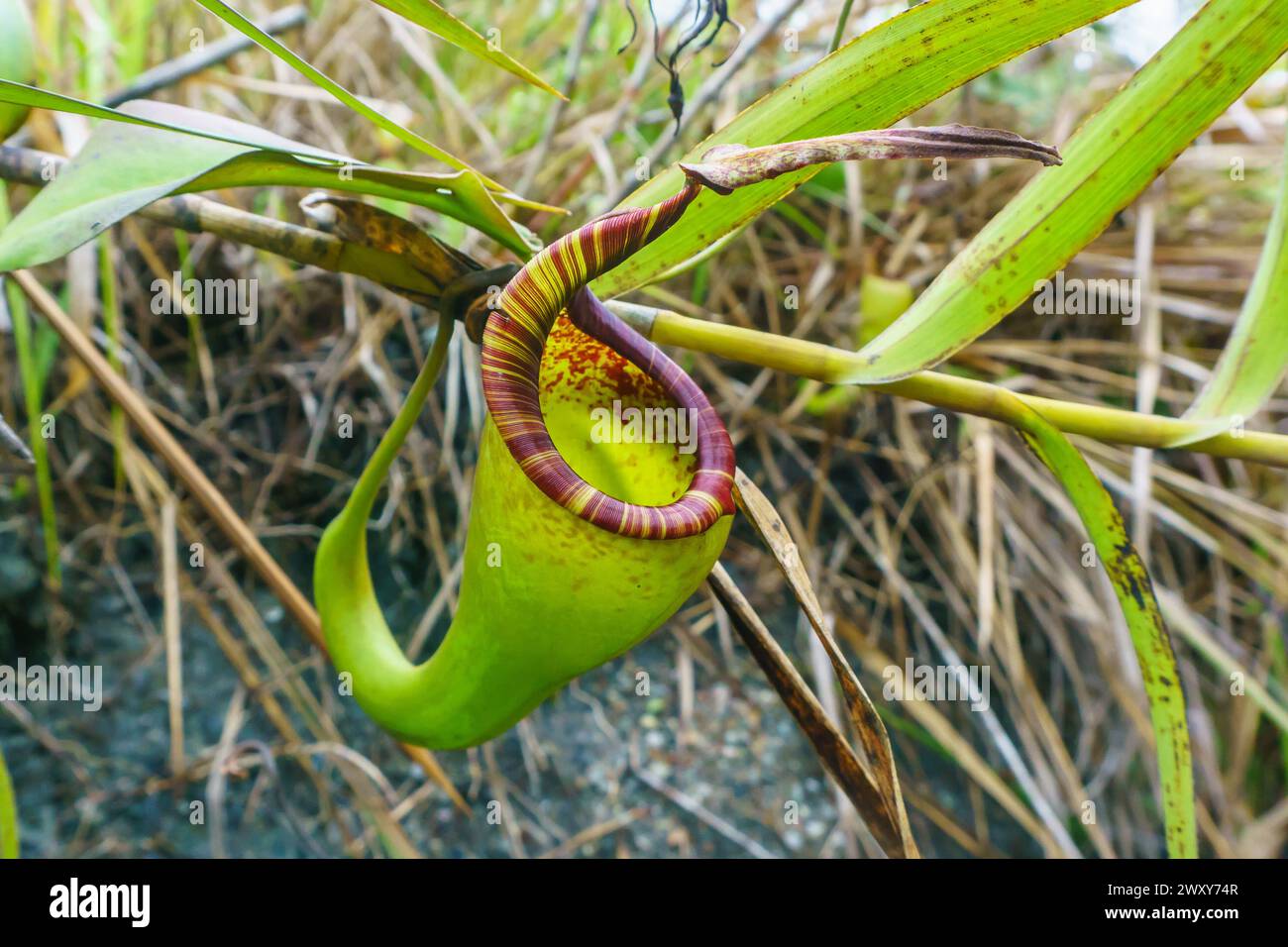 Nepenthes Foto Stock