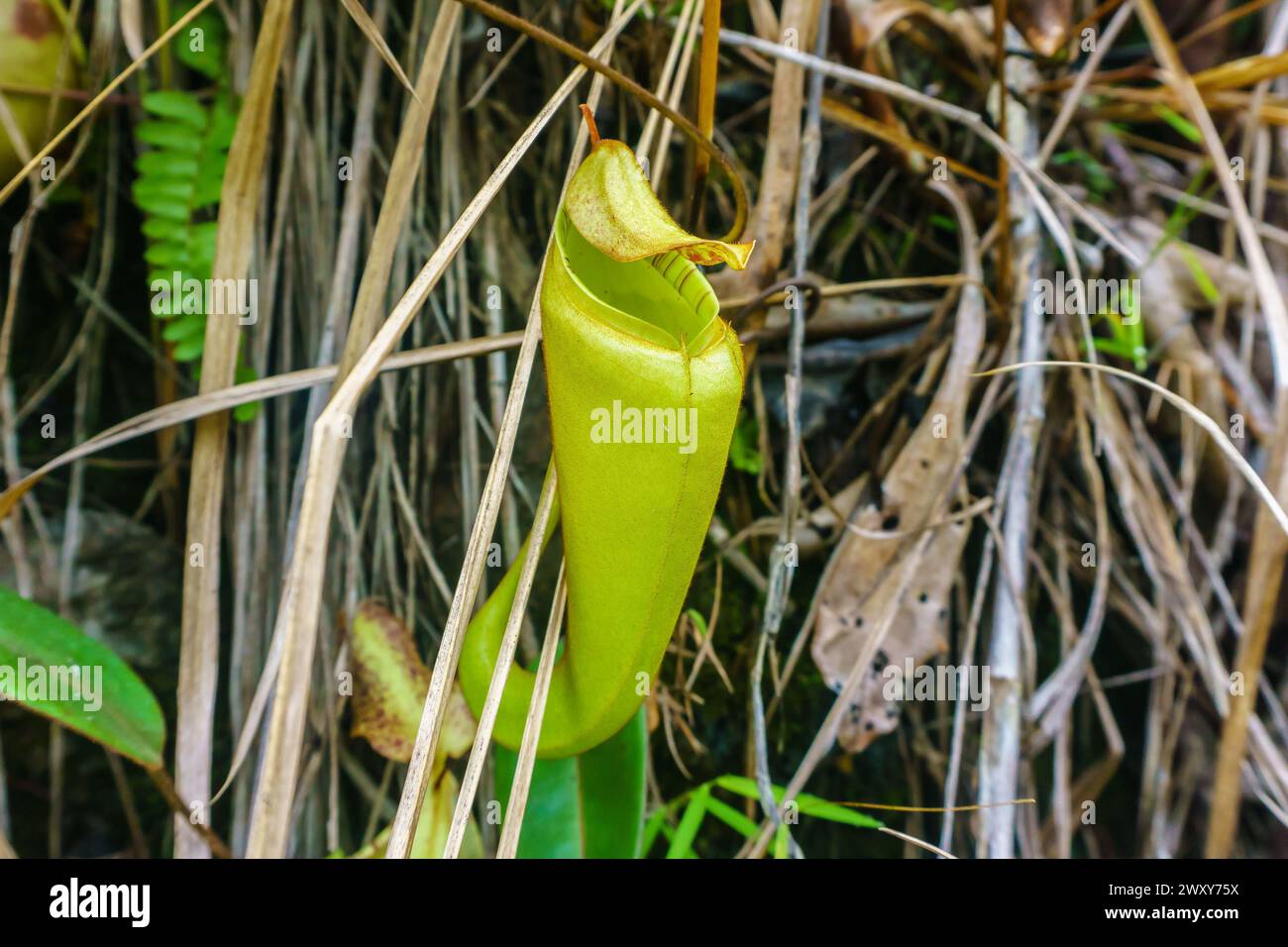 Nepenthes Foto Stock