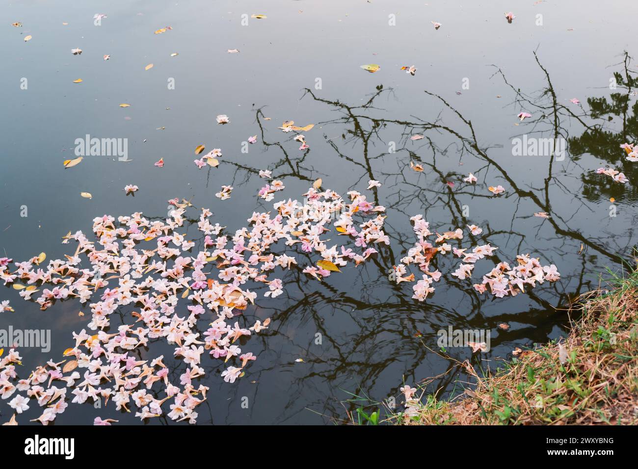 Fiore di Tabebuia rosea sulla superficie dell'acqua Foto Stock