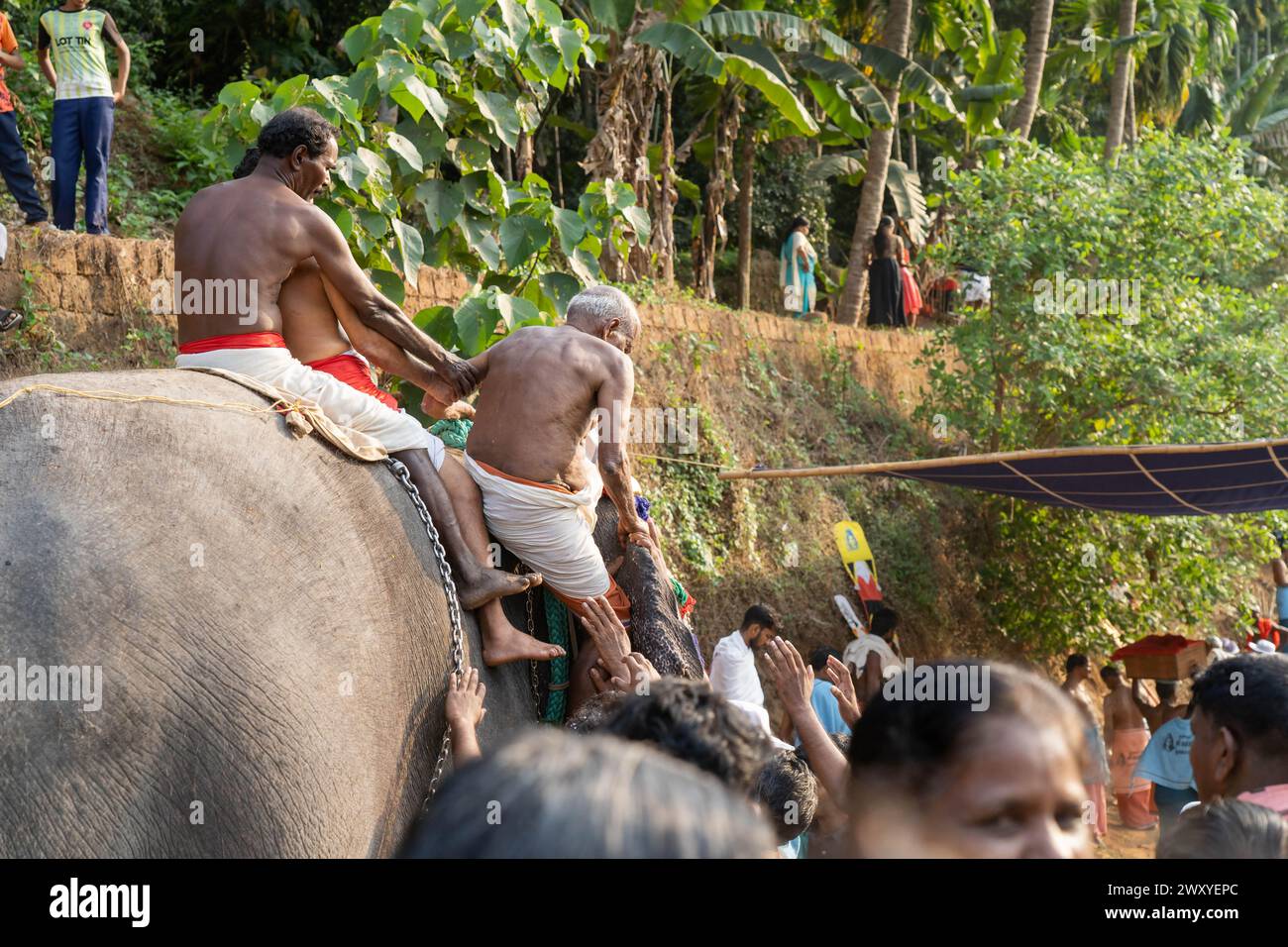 Mattathur, 27, marzo 2024: Festa del tempio di Dever, elefante decorato con copricapo dorato vicino a un tempio, Kerala, India. Foto Stock