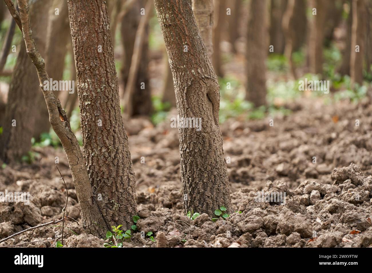 Foto boschive densa di carpini con teleobiettivo e messa a fuoco selettiva Foto Stock