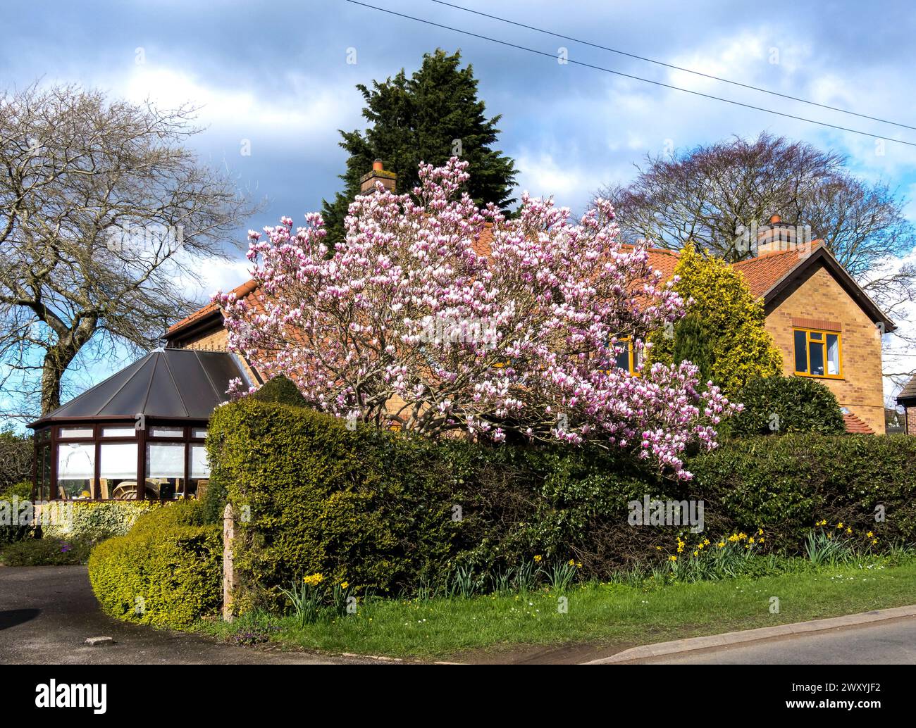 Albero di magnolia in piena fioritura Foto Stock
