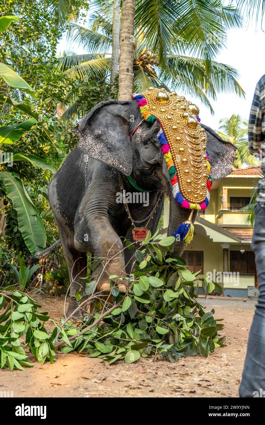 Mattathur, 27, marzo 2024: Festa del tempio di Dever, elefante decorato con copricapo dorato vicino a un tempio, Kerala, India. Foto Stock