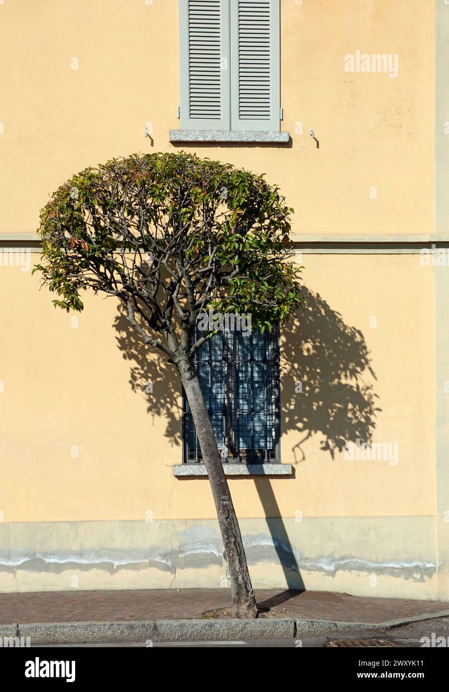 un albero pendente di fronte a una casa con finestre coperte Foto Stock