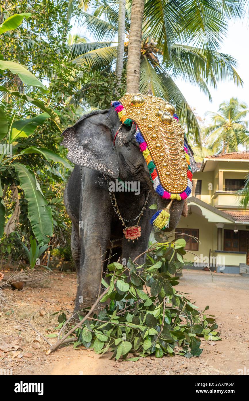 Mattathur, 27, marzo 2024: Festa del tempio di Dever, elefante decorato con copricapo dorato vicino a un tempio, Kerala, India. Foto Stock