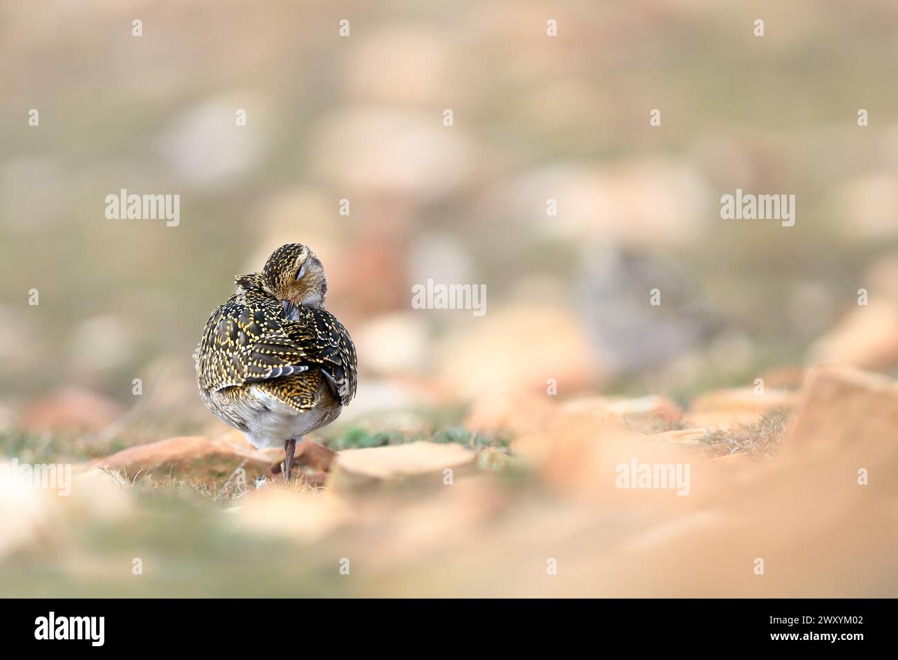 Un plover dorato, noto come Pluvialis apricaria, sorge elegantemente in un ambiente naturale, che mostra il suo sorprendente piumaggio. Foto Stock