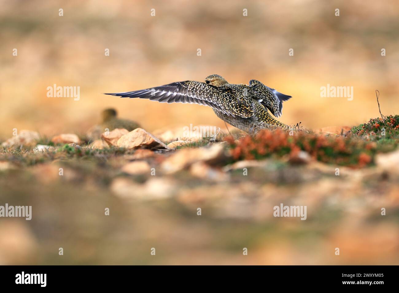 Un Plover d'oro, Pluvialis apricaria, catturato nel momento del decollo, con ali spalmate, ambientato su uno sfondo naturale con messa a fuoco morbida. Foto Stock
