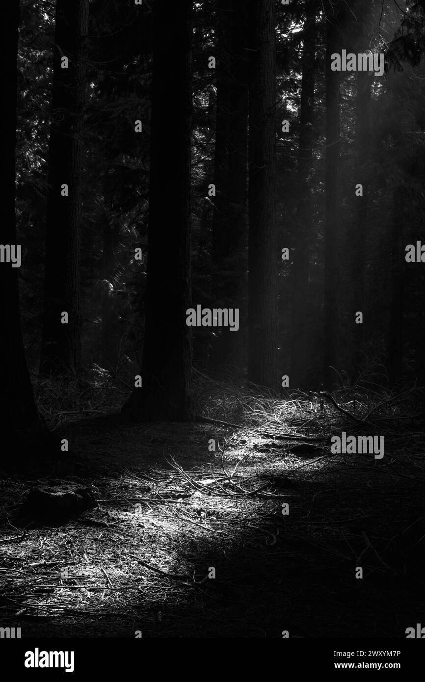 I raggi del sole si infrangono attraverso la fitta tettoia di una foresta scura, creando un gioco mistico e contrastante di luci e ombre Foto Stock