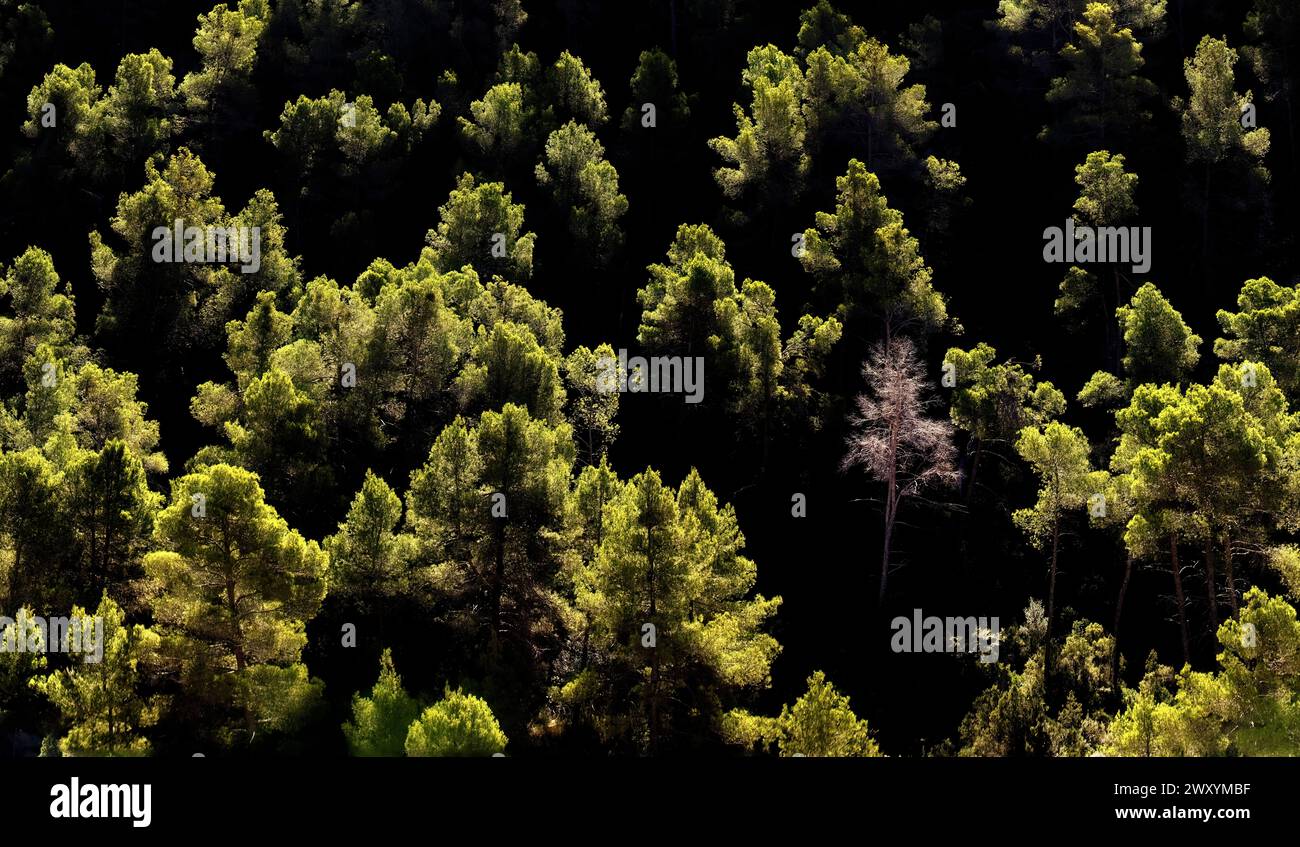 Le vivaci cime verdi degli alberi illuminate dalla luce del sole contrastano con le ombre scure della foresta in un tranquillo paesaggio boschivo Foto Stock