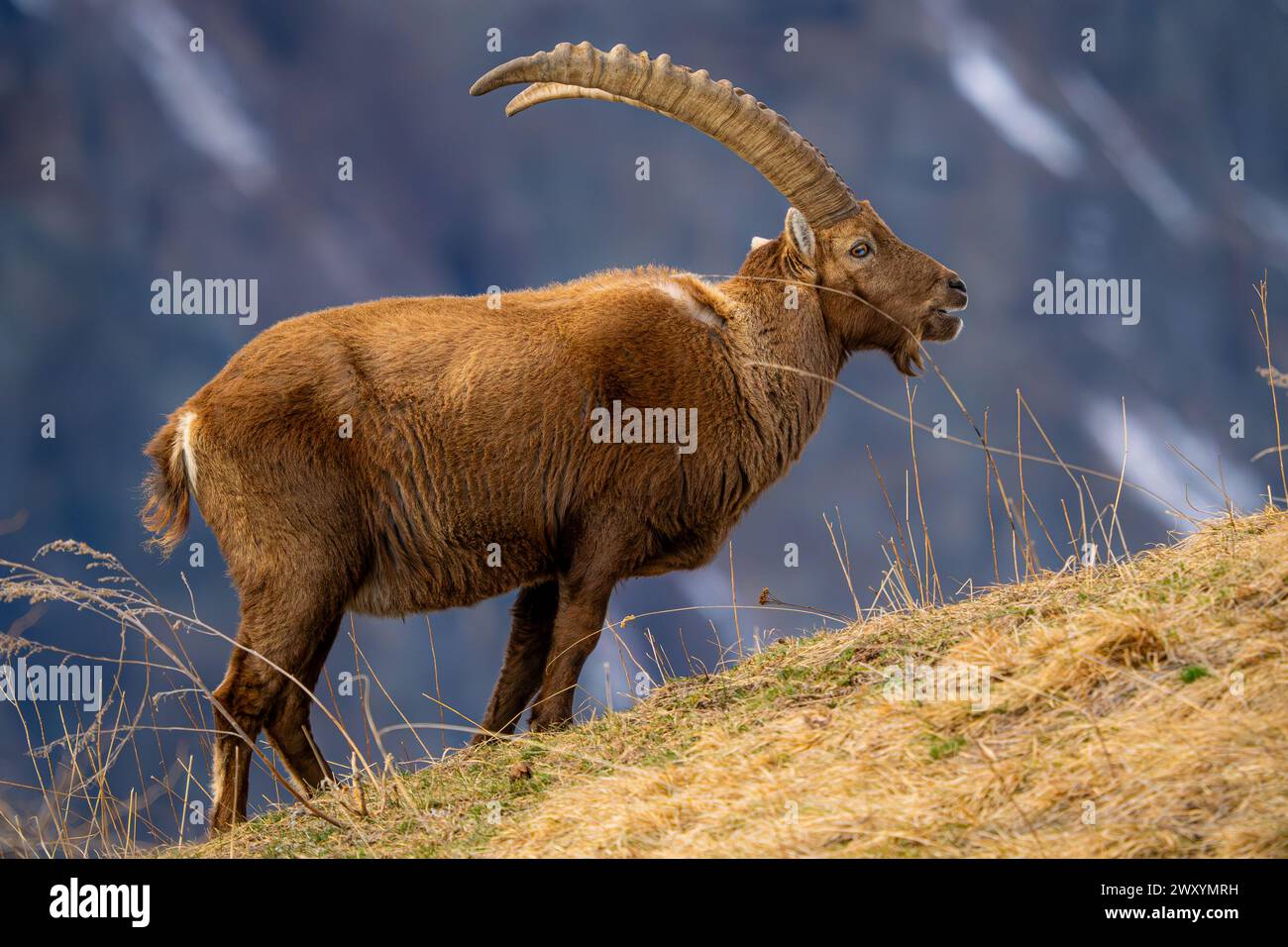 Uno stambecco alpino è catturato nel suo habitat naturale di montagna, pascolando sulla vegetazione sparsa di un'aspra cresta, con una morbida attenzione alle terre lontane Foto Stock