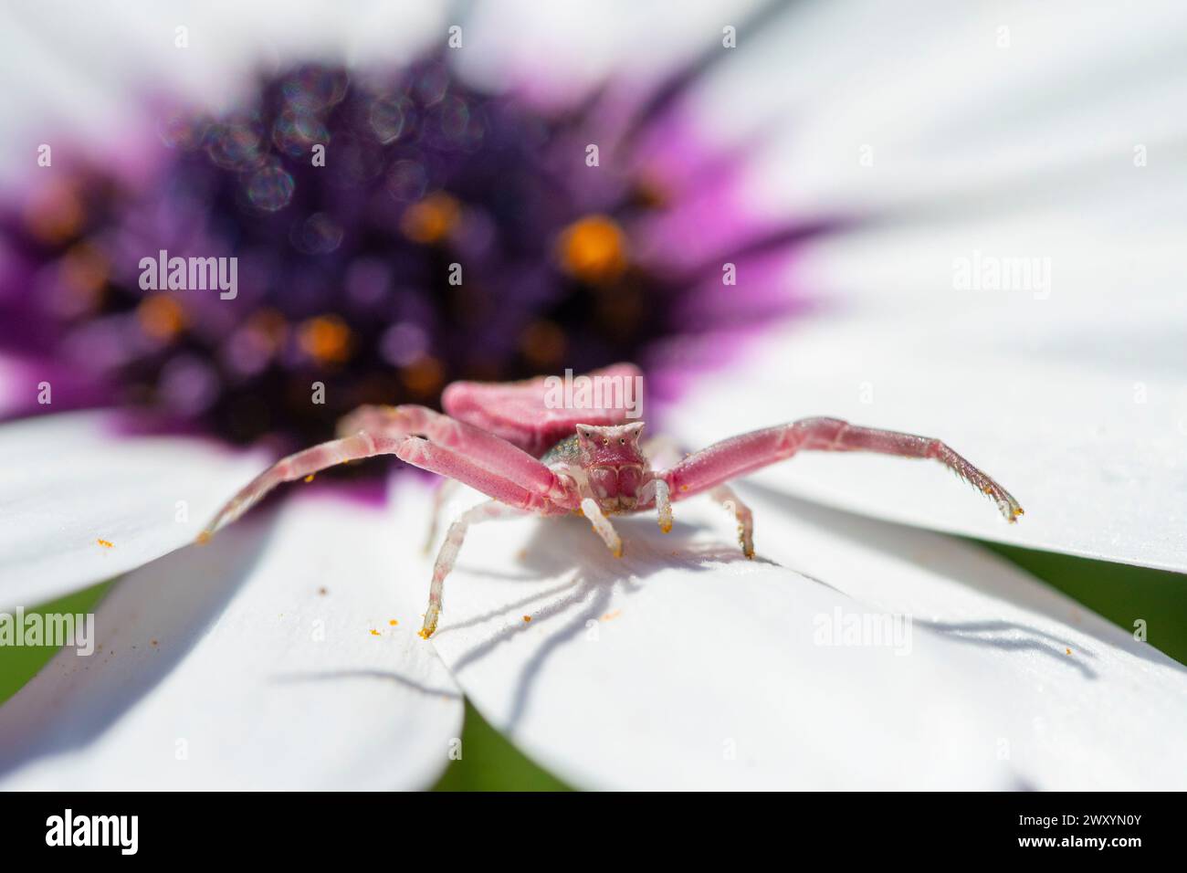 Avvicinati a un ragno di granchio rosa mentre naviga tra gli incontaminati petali bianchi di un fiore di Osteospermum, in contrasto con il centro scuro Foto Stock