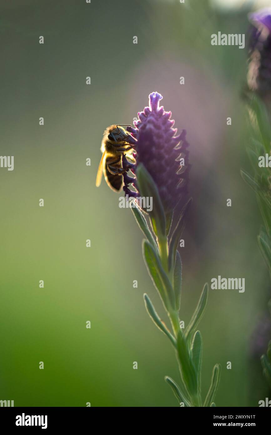 Primo piano di un'ape che raccoglie polline da un fiore di lavanda nella luce dolce del clima di Malaga Foto Stock