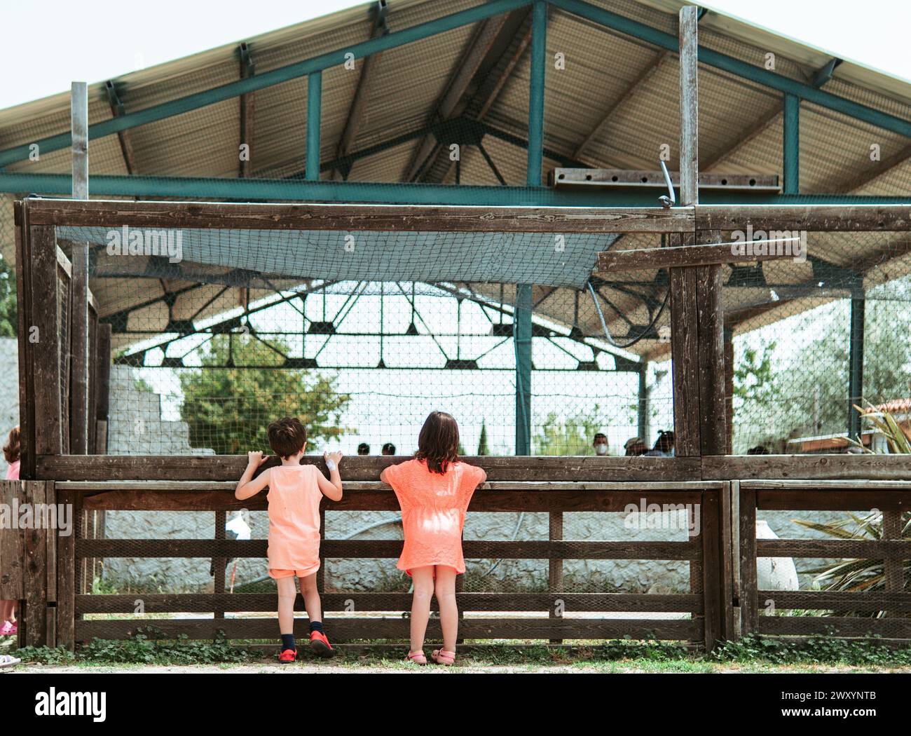 Vista posteriore di due bambini in piedi in punta di piedi per sbirciare in un recinto di animali da fattoria, immersi nelle gioie esplorative di una scuola agricola estiva Foto Stock