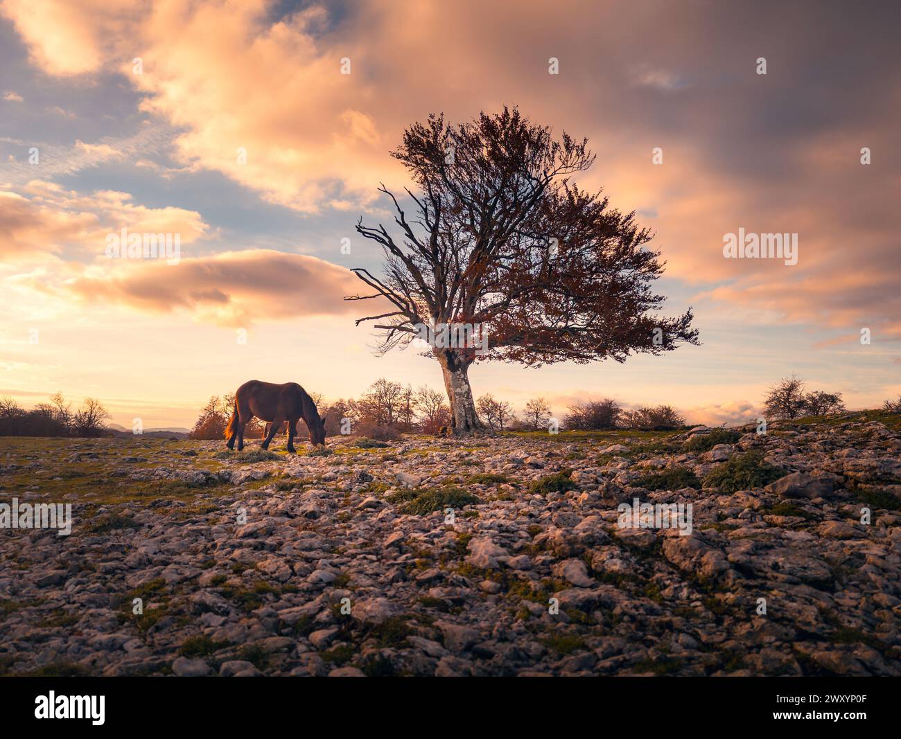 Un cavallo solitario pascolerà pacificamente nella catena montuosa di Urbasa, sotto il caldo bagliore di un cielo al tramonto, accanto a un albero spazzato dal vento Foto Stock