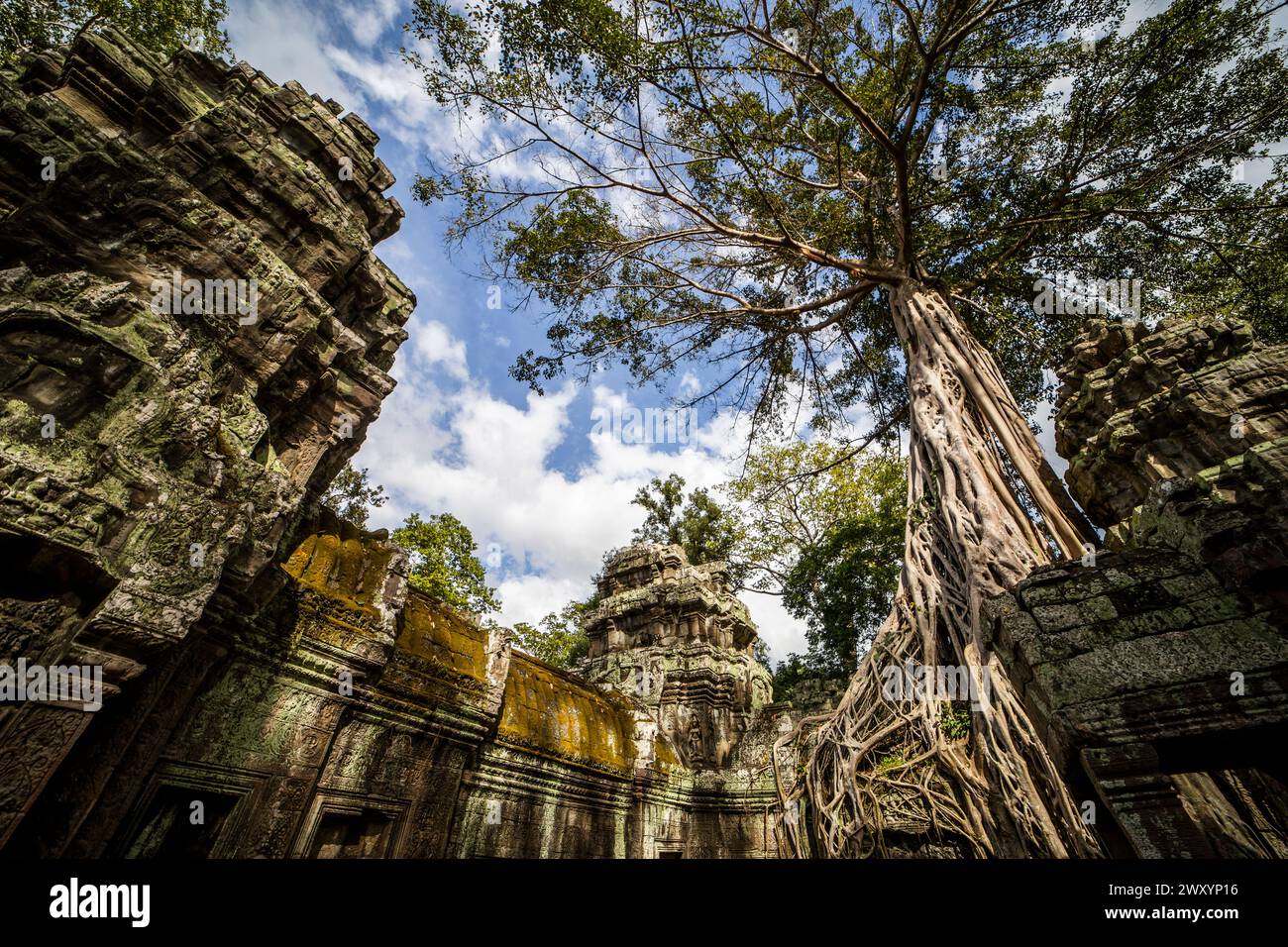 Dal basso alberi maestosi si intrecciano con le antiche rovine di pietra di Angkor Wat, creando un accostamento unico di natura e storia in un ambiente sereno Foto Stock