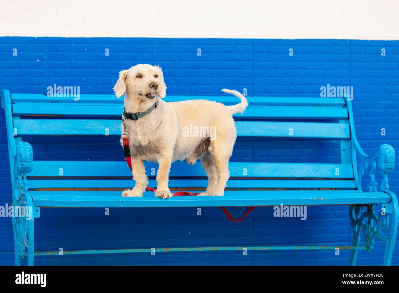 Un cane allegro e terrier si erge su una suggestiva panchina di legno blu, a contrasto con una parete blu Foto Stock