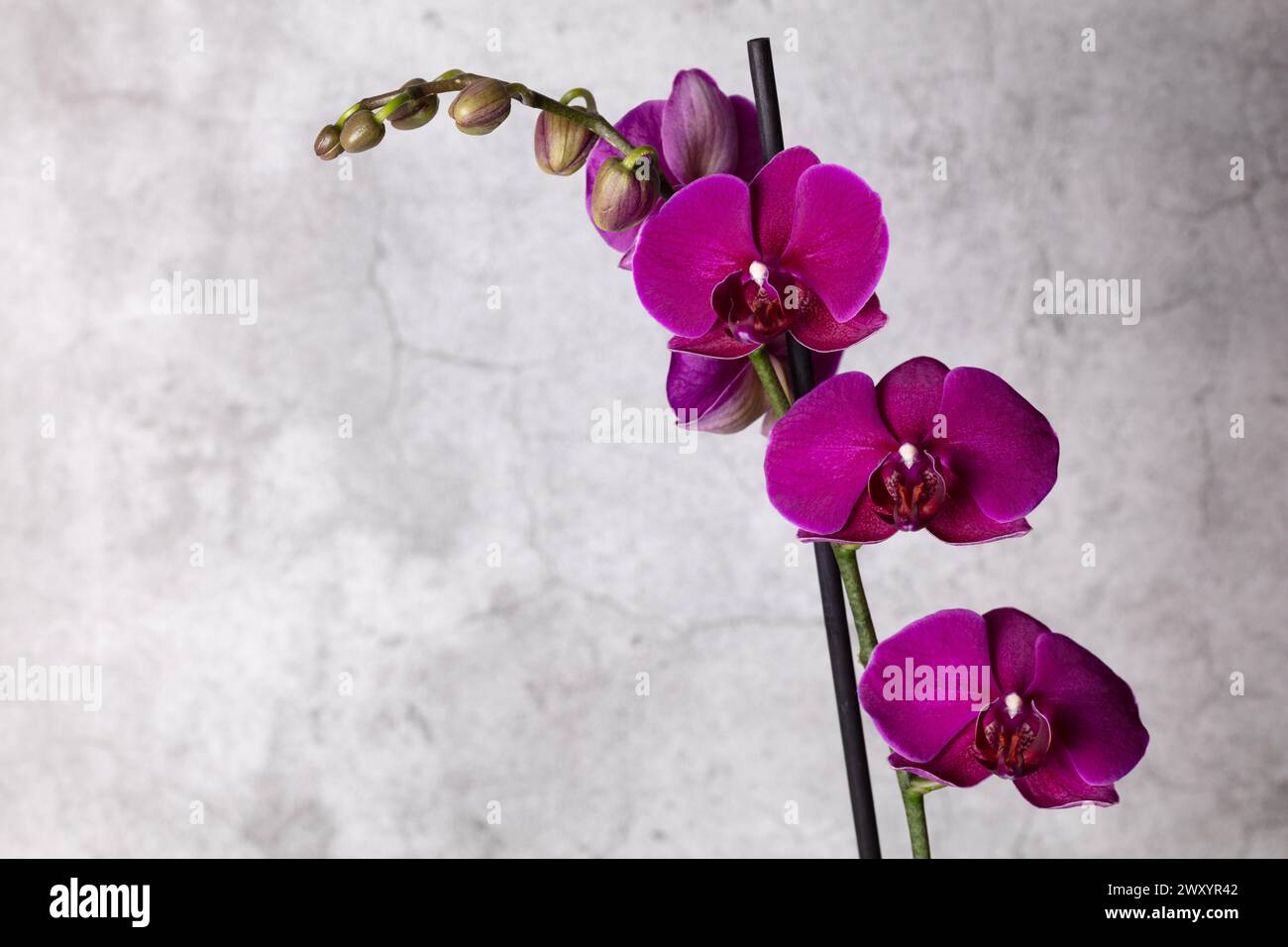 Immagine fotografica dell'orchidea Phalaenopis di più fiori viola su uno sfondo grigio/bianco macchiato con gemme in formato orizzontale, copia spazio Foto Stock
