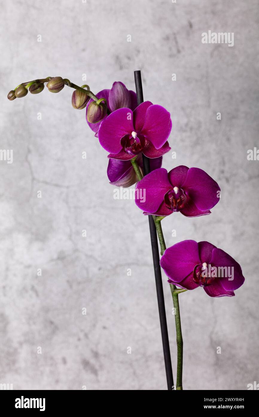 Foto a più teste/fiori di Phalaenopis Orchid viola, con gemme, su uno sfondo grigio/bianco a chiazze orientato in verticale Foto Stock