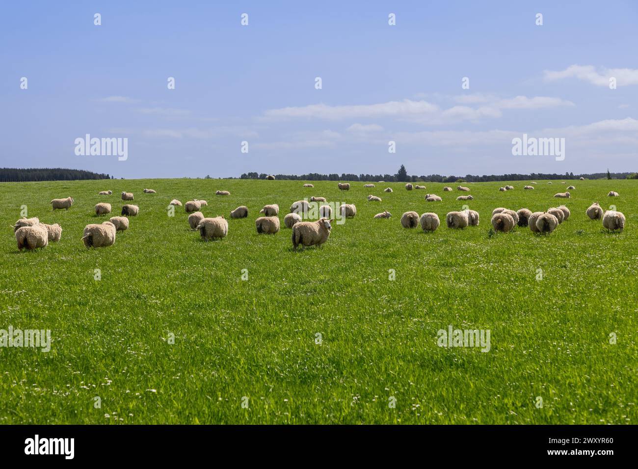 Una vivace scena in Scozia, dove un gregge di pecore pascolano pacificamente attraverso un lussureggiante campo verde sotto un cielo blu limpido, incarnando l'idilliaco pastorale Foto Stock