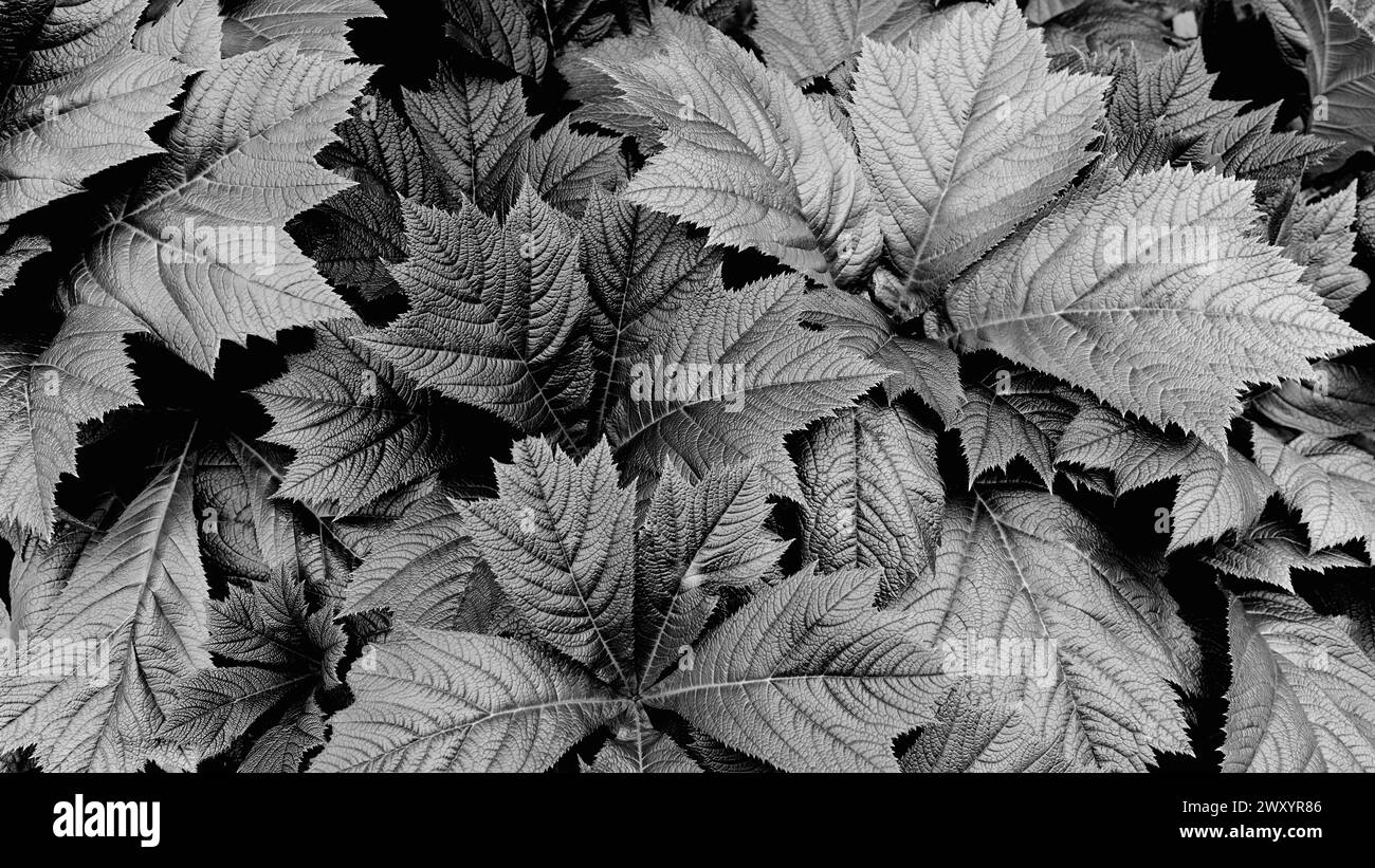 Foglie di Rodgersia sovrapposte con bordi seghettati e venature profondamente incise formano un motivo botanico denso in bianco e nero di luce e ombra. Foto Stock
