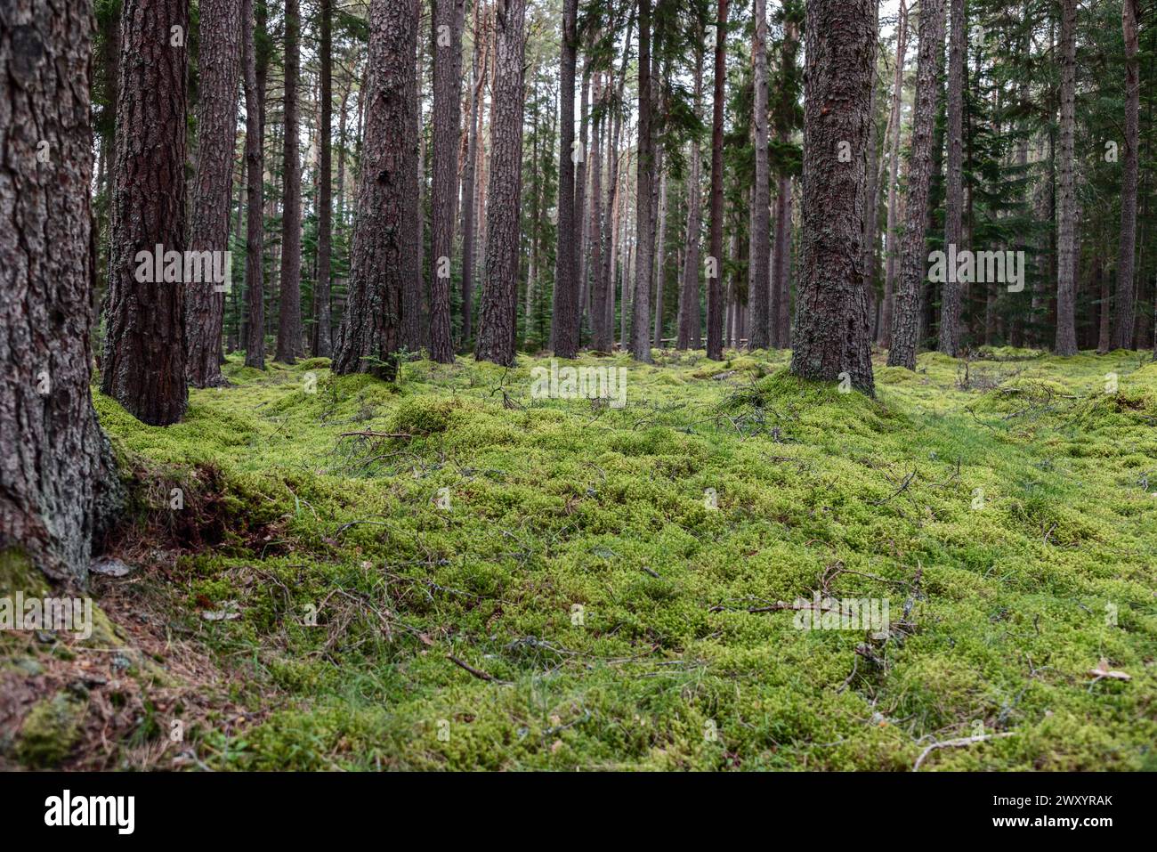 Prospettiva al piano terra di una foresta lussureggiante coperta di muschio in Scozia. Circondata da alti pini, la scena testimonia la serenità Foto Stock