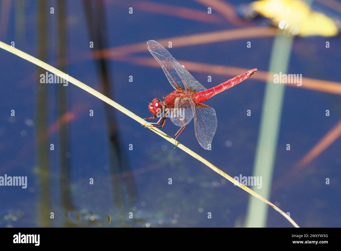 Scarlatto, Scarlatto comune, Darter Scarlatto, Dragonfly Scarlatto (Crocothemis erythraea, Croccothemis erythraea), maschio su uno stelo, Germania, Bava Foto Stock