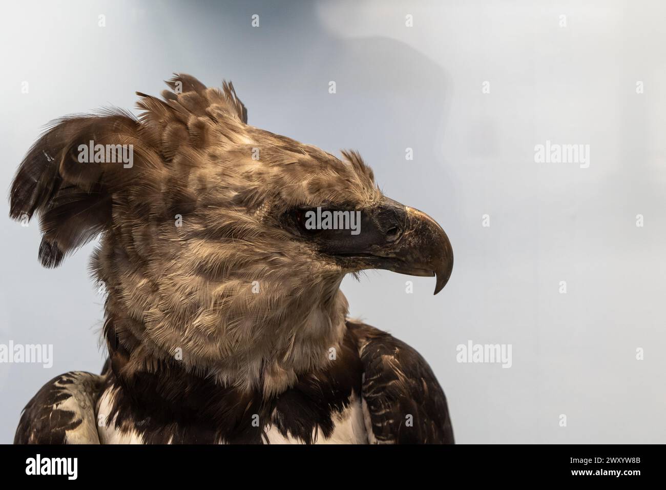 vista del profilo di un'aquila marziale, evidenziandone il becco acuto e l'occhio acuto su uno sfondo morbido Foto Stock