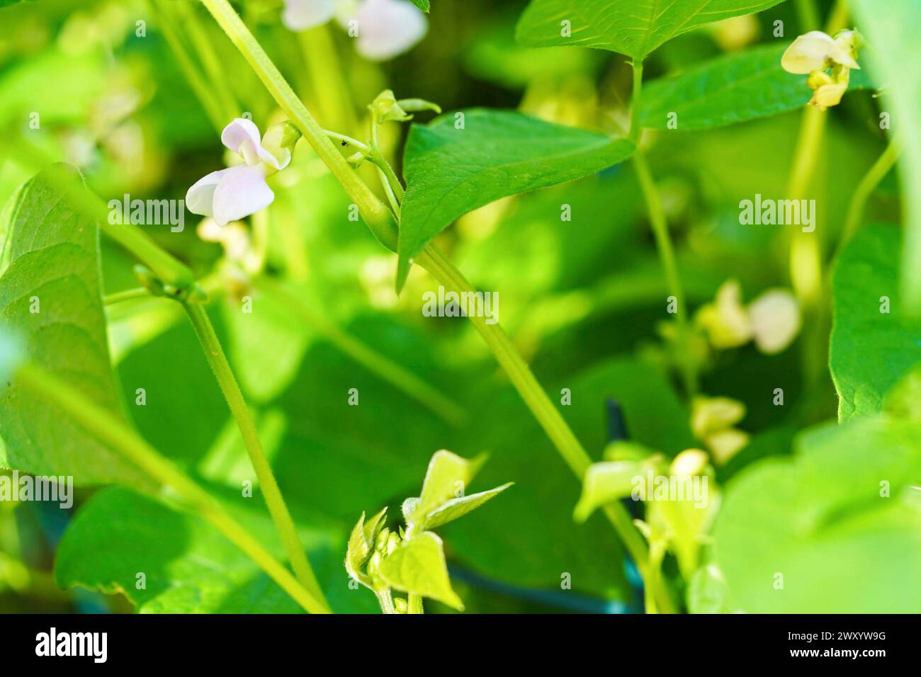 Fagioli di cespuglio (Phaseolus vulgaris var. nano), fioritura Foto Stock