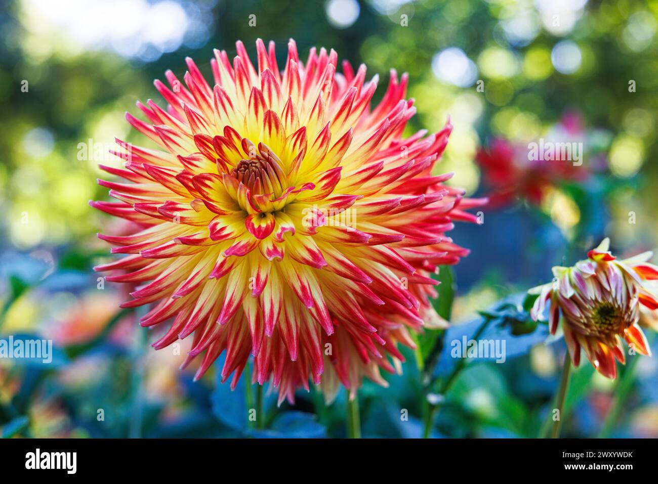 Semi-Cactus Dahlia (Dahlia 'Hapet Explosion', Dahlia Hapet Explosion), fiori, cultivar Hapet Explosion Foto Stock