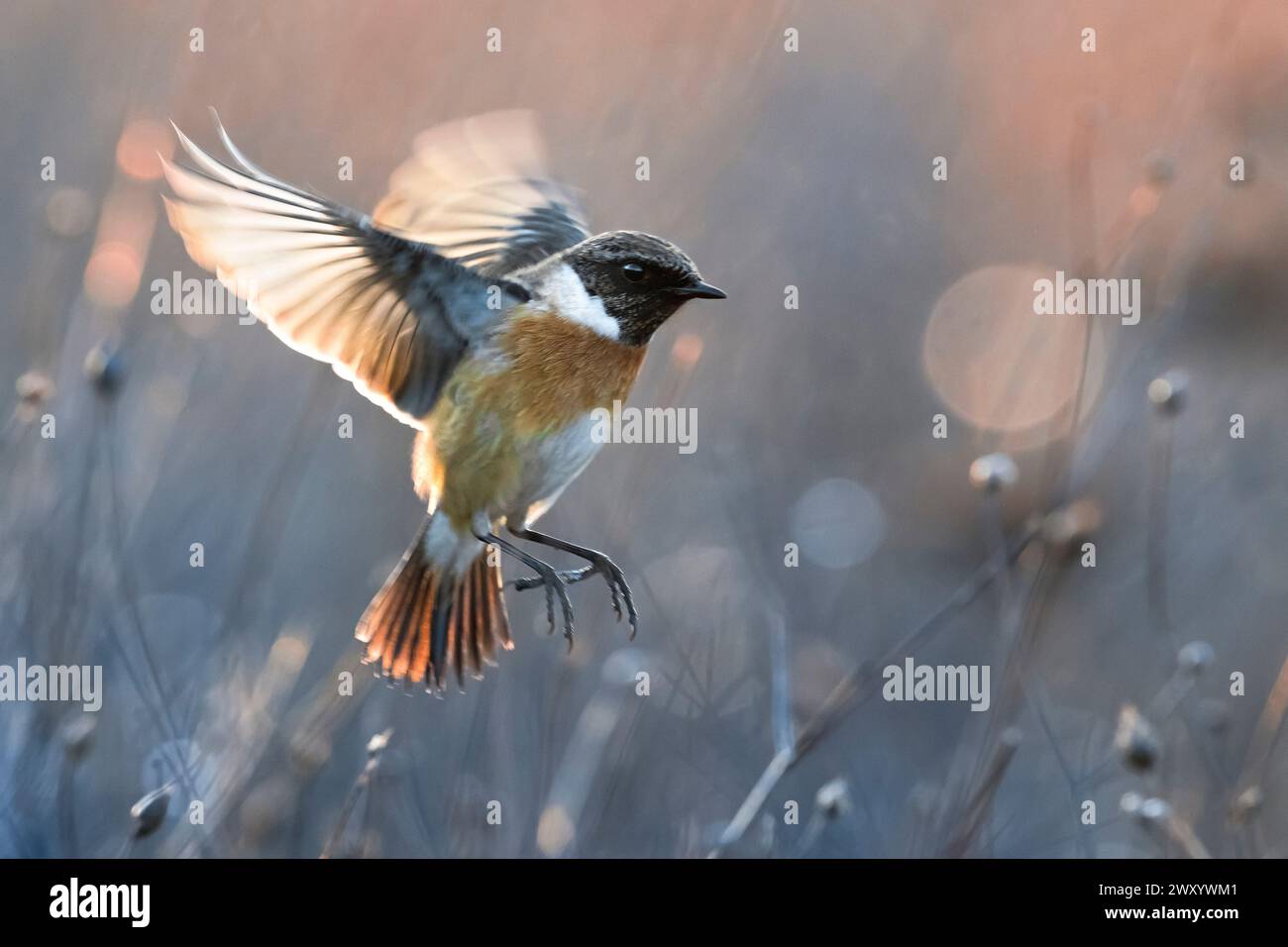Stonechat comune, stonechat europea (Saxicola rubicola, Saxicola torquata rubicola), maschio in avvicinamento atterraggio in una vegetazione, vista laterale, Italia, Tusc Foto Stock