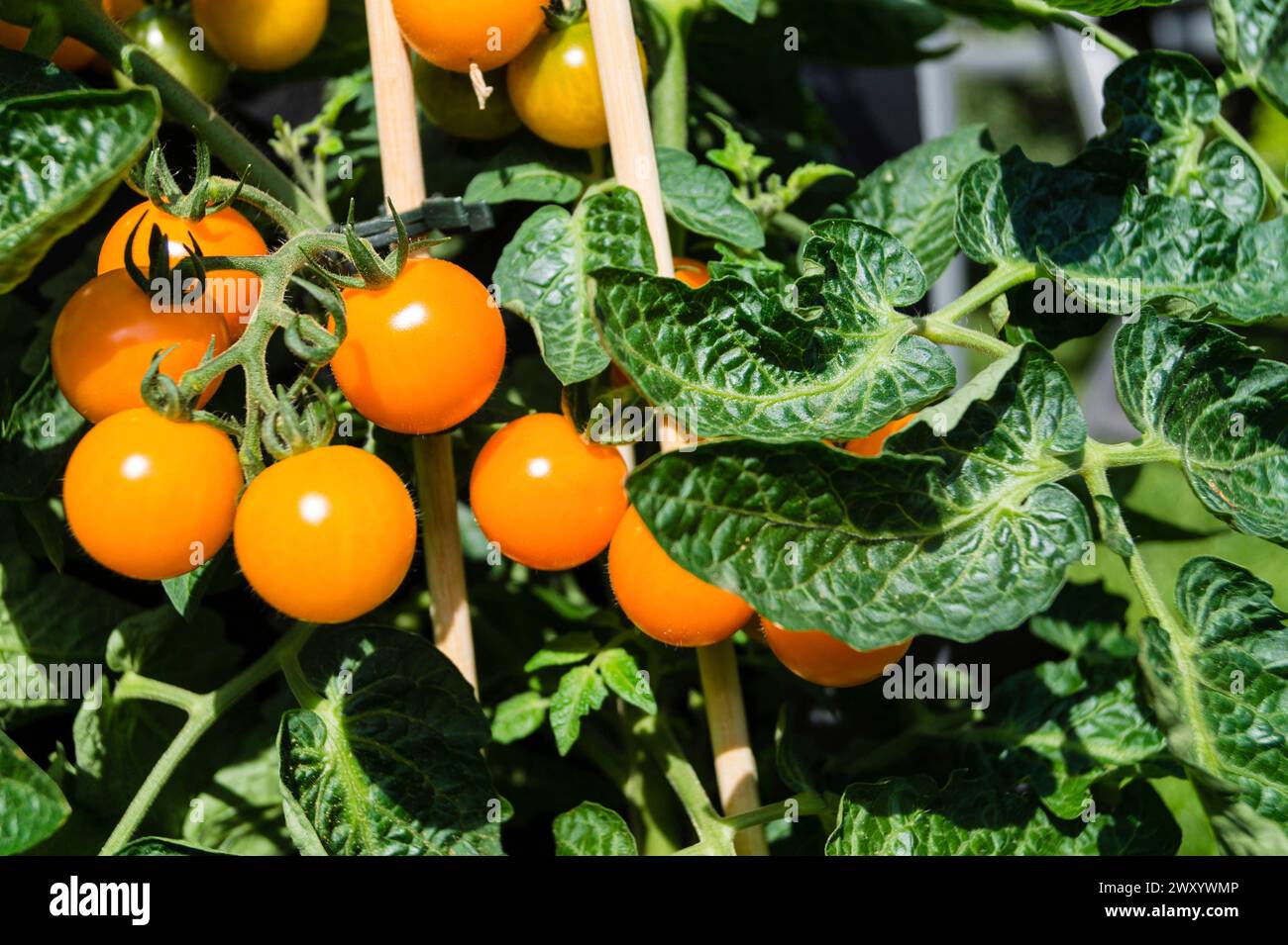 Pomodoro da giardino (Solanum lycopersicum, Lycopersicon esculentum), pomodori da cocktail presso la pianta Foto Stock