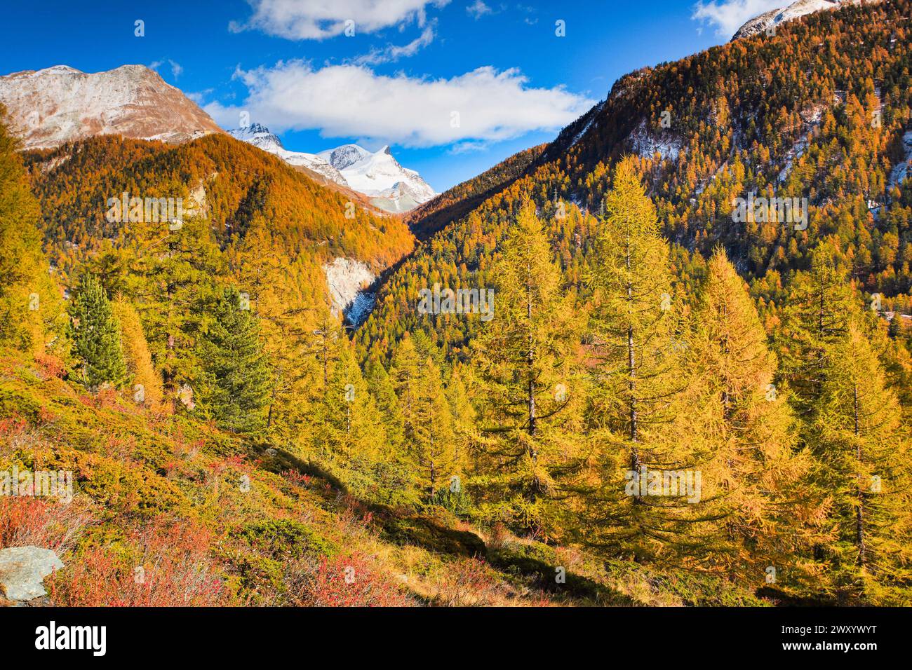 Foresta di larici in autunno con Strahlhorn e Adlerhorn, Svizzera, Vallese Foto Stock