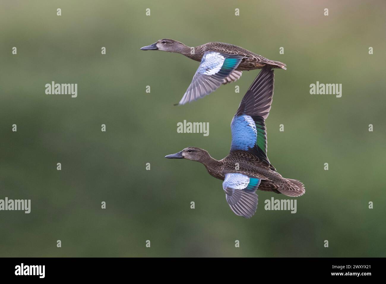 Blu-alato di tè (Anas discors, Spatula discors), due femmine volanti, vista laterale, Italia, Toscana Foto Stock