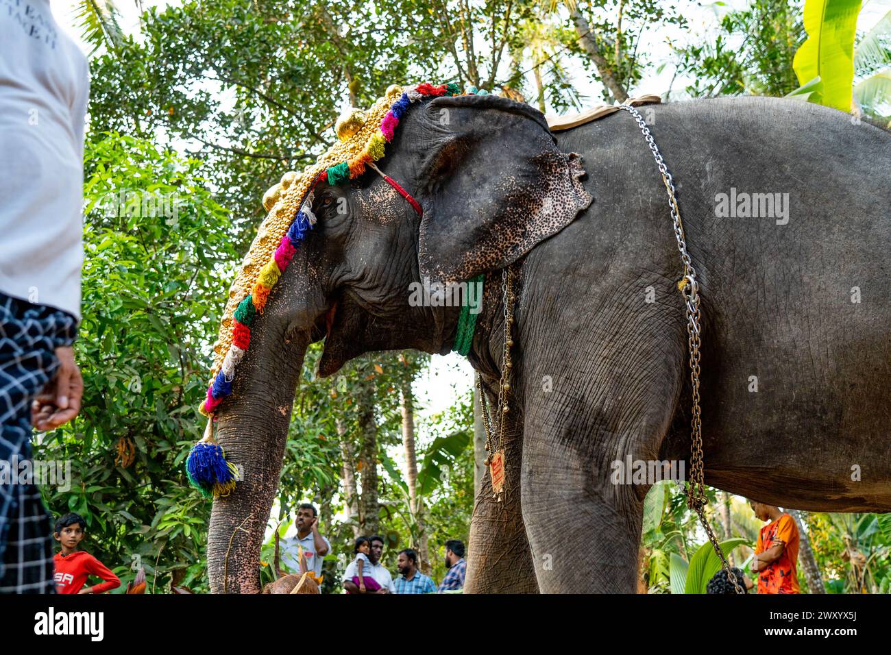 Mattathur, 27, marzo 2024: Festa del tempio di Dever, elefante decorato con copricapo dorato vicino a un tempio, Kerala, India. Foto Stock