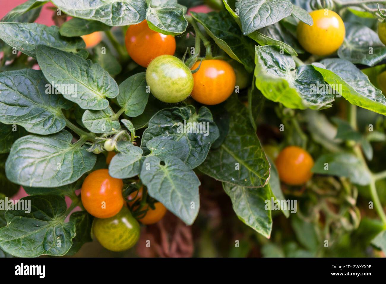 Pomodoro da giardino (Solanum lycopersicum, Lycopersicon esculentum), pomodori da cocktail presso la pianta Foto Stock