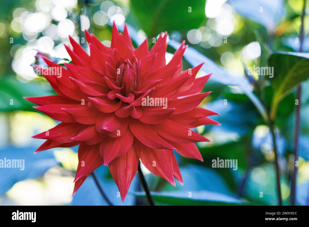 Semi-Cactus Dahlia (Dahlia "Hapet Red Jack", Dahlia Hapet Red Jack), fiori, cultivar Hapet Red Jack Foto Stock