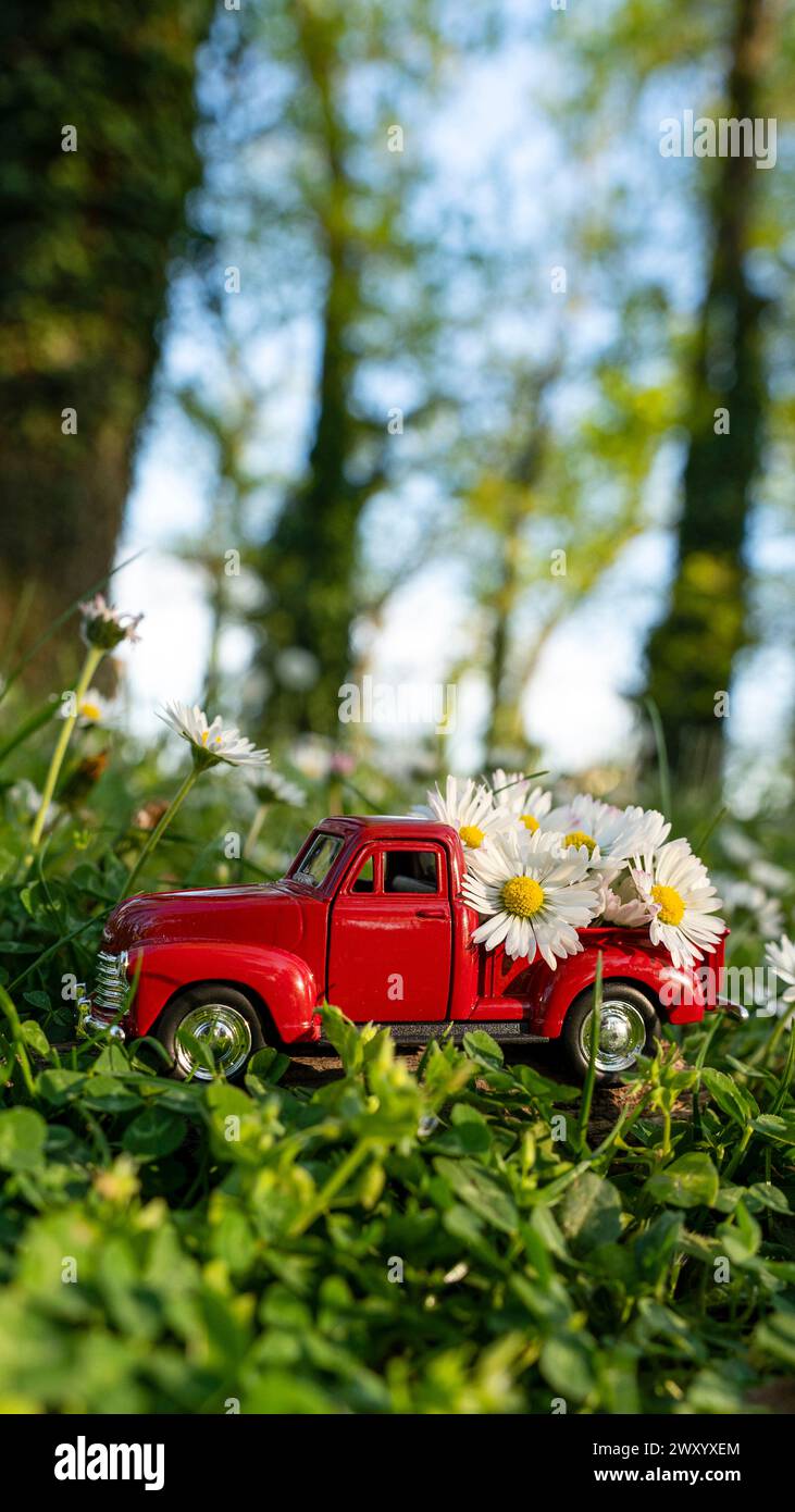 Un'auto rossa retrò trasporta fiori a margherita nella foresta Foto Stock