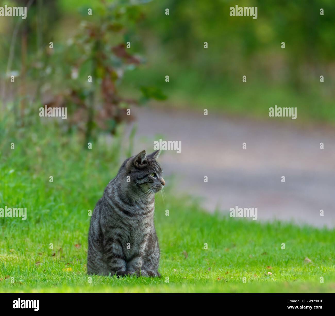 Gatto seduto sull'erba Foto Stock