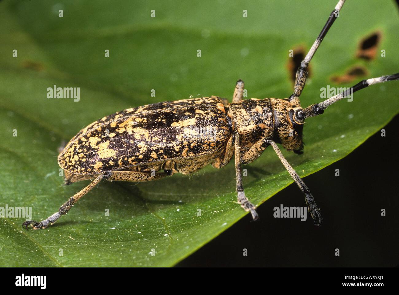 Carpenter sawyer Beetle (Monochamus sartor), seduto su una foglia, Germania Foto Stock