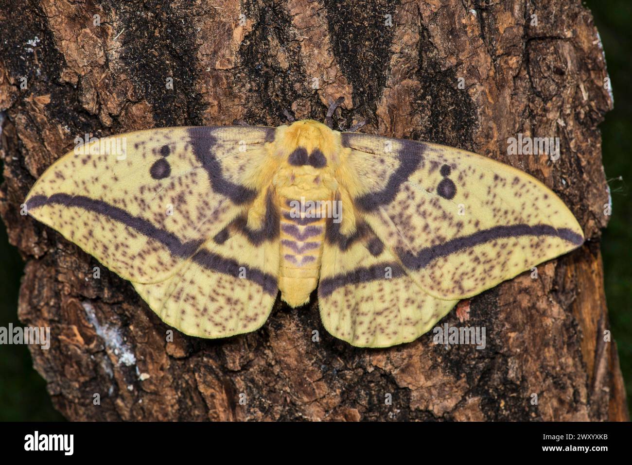 Falena imperiale (Eacles imperialis subsp. Oslari, Eacles oslari), saturniide dal Nord America Foto Stock