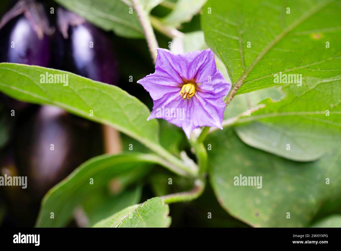 Melanzane, di melanzana (Solanum melongena), fiore Foto Stock