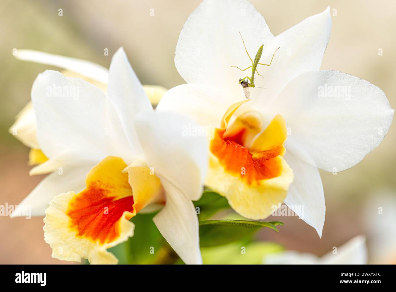 Primo piano di una mantide di preghiera che banchina su un insetto sconosciuto su un fiore di orchidea selvatica in fiore. Foto Stock