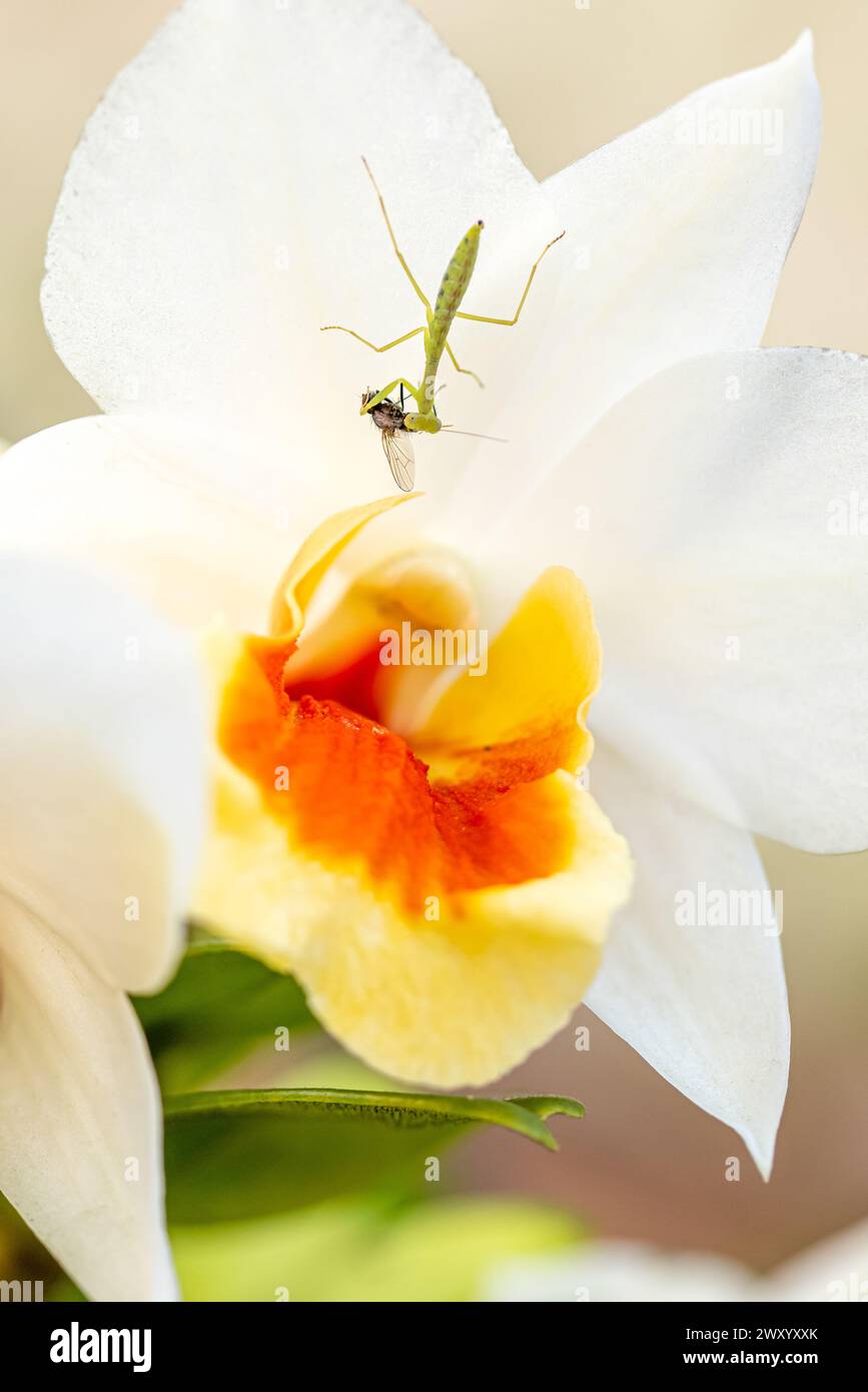 Primo piano di una mantide di preghiera che banchina su un insetto sconosciuto su un fiore di orchidea selvatica in fiore. Foto Stock