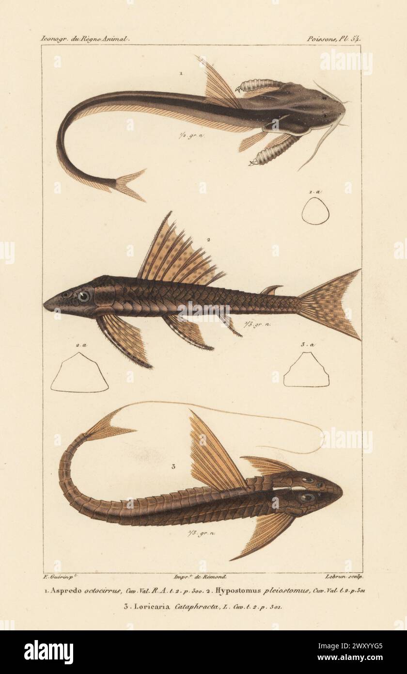 Pesce gatto banjo, Aspredo aspredo 1, pleco comune, Hypostomus plecostomus 2 e cioccolato loricaride, Loricaria cataphracta 3. Aspredo octocirrus, Hypostomus pleiostomus. Incisione a mano di Eugene Giraud su lastra di rame stipple dopo un'illustrazione di Felix-Edouard Guérin-Méneville da Iconographie du règne Animal de George Cuvier di Guérin-Méneville, Iconography of the Animal Kingdom di George Cuvier, J. B. Bailliere, Parigi, 1829-1844. Foto Stock