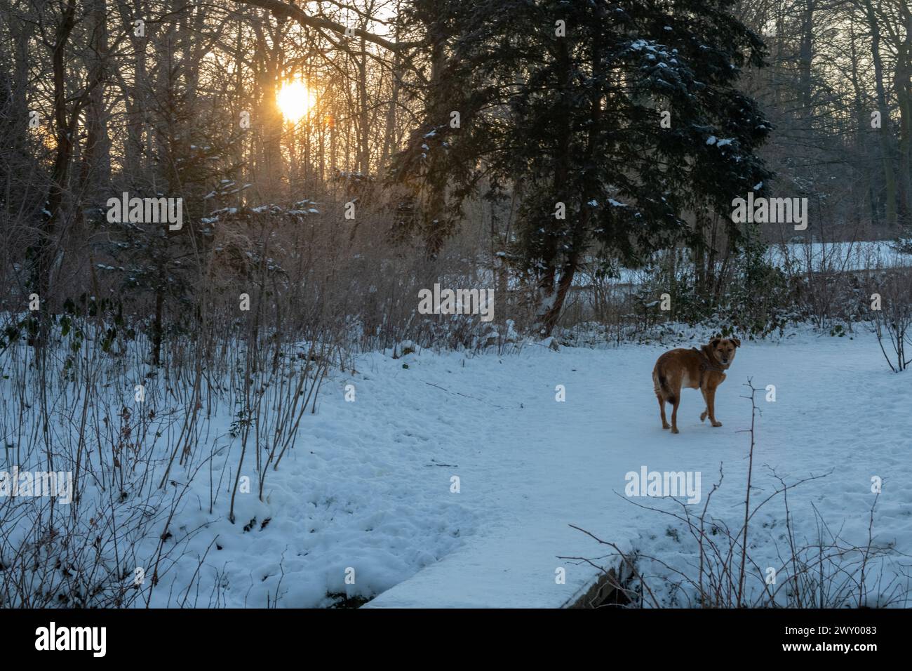 Mattina invernale nei boschi Foto Stock