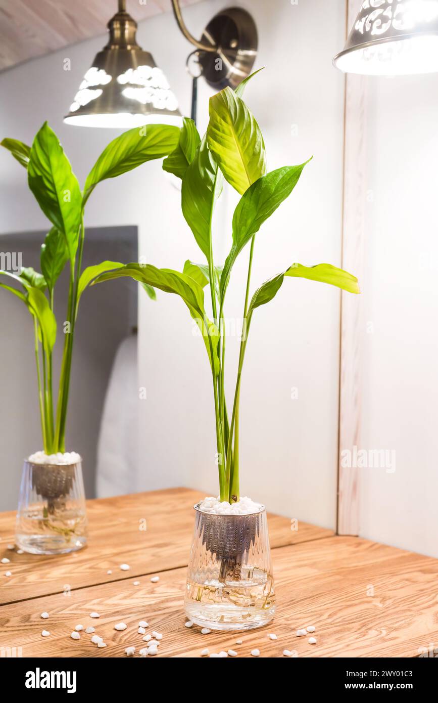 Spathiphyllum cochlearispathum comunemente chiamato giglio della pace che cresce in acqua nel vetro Foto Stock